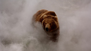 Big bear, Magnificent size, Untamed power HD wallpaper