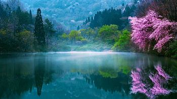 Morning Fog, blossoms, sakura, japan, landscape, trees, water, reflections, park HD wallpaper