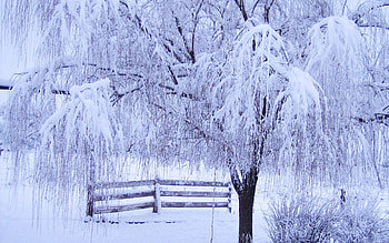 Frosty Morning, trees, fence, ice, snow HD wallpaper