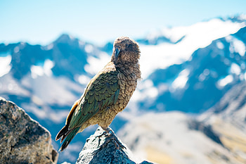 Animals, Mountains, Bird, Beak, Predator HD wallpaper