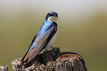 swallow , High-definition , Avian beauty, Nature-inspired HD wallpaper