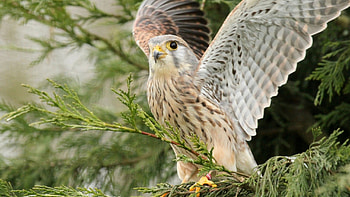 Cute-kestrel, exotice, pasari, minunate, rare HD wallpaper