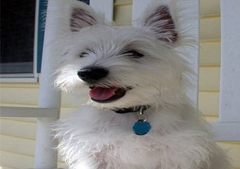 Happy Westie, dog, west highland white, verandah, house HD wallpaper