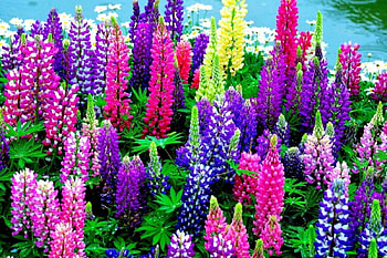 Colorful-Daisie-Flowers, daisie, colorful, flowers HD wallpaper