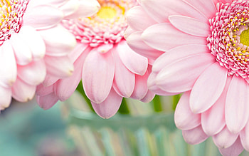 Nature, Flowers, Plant, Petals HD wallpaper