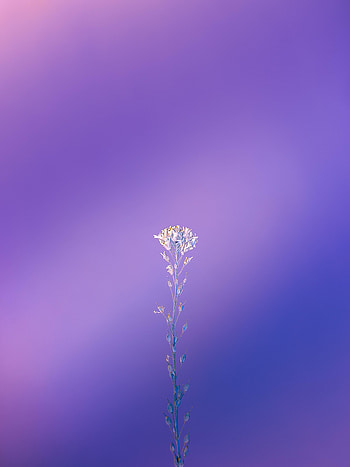 Violet, Plant, Macro, Minimalism, Purple HD phone wallpaper