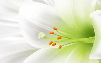 Lily , Ryan Thompson, High quality, Nature HD wallpaper