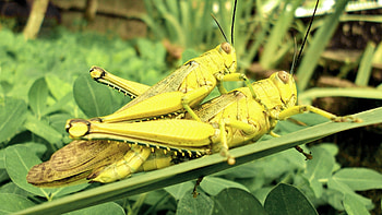 Couple, Grasshoppers HD wallpaper
