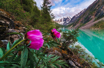 Wild peonies on lakeshore, shore, emerald, peonies, beautiful, flowers, wild, lake, mountain HD wallpaper