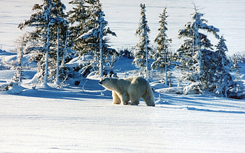 Polar bear, winter, bear, polar, nature, wild, arctic HD wallpaper