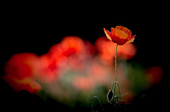 Poppies on black background, poppies, flowers, mocro, macro HD wallpaper