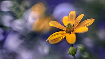 Flower, leaf, nature, tree HD wallpaper