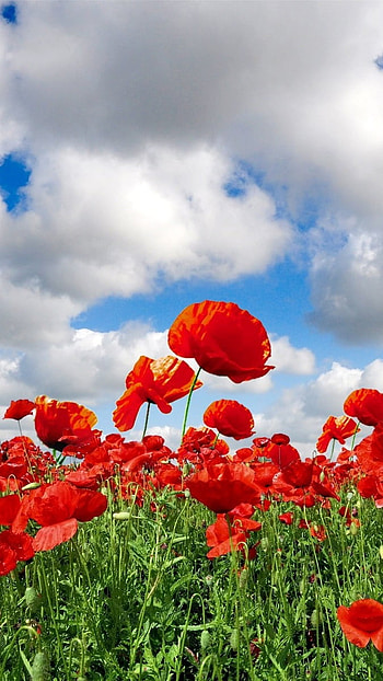 Flower, Red Flowers HD phone wallpaper