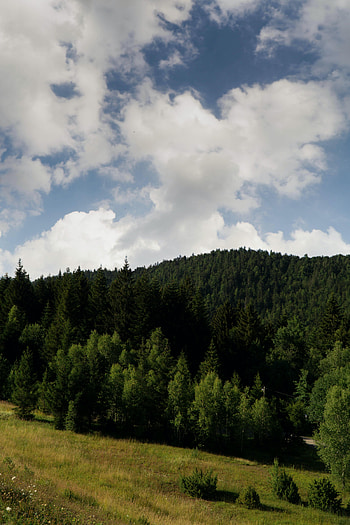 Nature, Trees, Grass, Forest, Field, Slope HD phone wallpaper