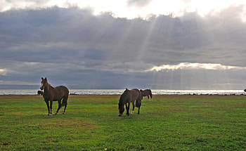 Animals, Grass, Sky, Horses, Stroll, Pasture, Grazing HD wallpaper