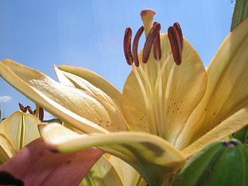 Plants, Flowers HD wallpaper