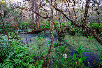Corkscrew Swamp Sanctuary, sanctuary, flowers, swamp, corkscrew HD wallpaper