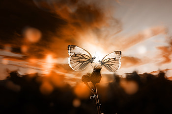 Butterflies, Sky, Twilight, Plant, Macro, Dusk, Illumination, Backlight, Romantic, Romantically HD wallpaper