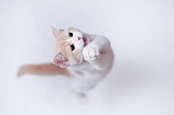 Cute Kitty, sweet, kitten, playing, kitty, animals, cats, cute, adorable HD wallpaper