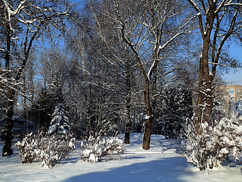 Landscape, Trees, Snow HD wallpaper