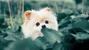 Spitz, Puppies HD wallpaper