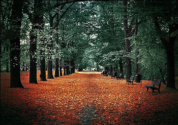 Autumn_Memories, leaves, , autumn, beautiful, memories HD wallpaper