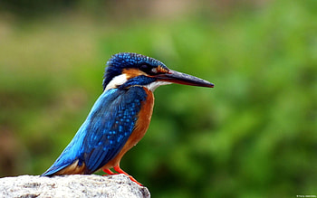 Kingfisher, birds, bird, animals HD wallpaper