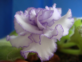 Plants, Flowers HD wallpaper