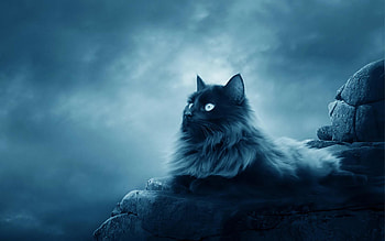 Animals, Cats HD wallpaper