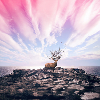 Sky, Art, Sea, Shore, Bank, hop, Deer HD wallpaper