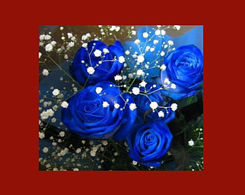 BLUE ROSES on RED WALL, blue, roses HD wallpaper