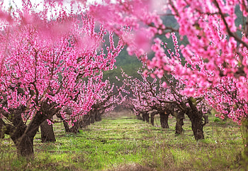 Spring, orchard, pink, flower, green, path, tree, blossom, nature HD wallpaper