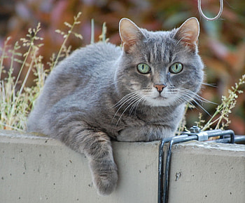tomcat, animals, pets, green, eyes, cat HD wallpaper