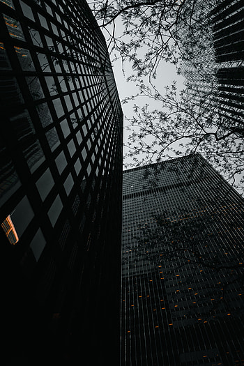 Cities, Trees, Architecture, Building, Branches, Skyscrapers, Facades HD phone wallpaper