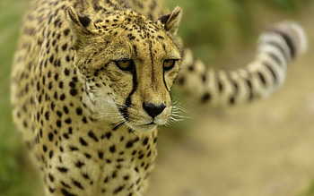 cheetah, animal, cat, feline HD wallpaper