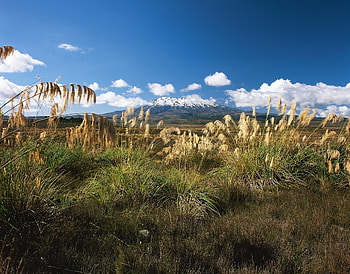 Nature, Grass, Field, Meadow, Stems, Sedge HD wallpaper