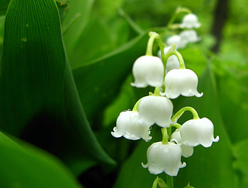que nature scenes, Exquisite white blossoms, Macro graphy, Botanical wonders HD wallpaper