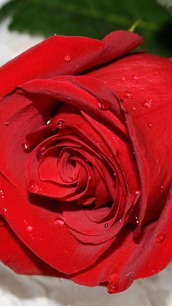 Beautiful Rose, Red Roses HD phone wallpaper