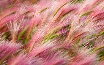 Foxtail Barley, nature HD wallpaper