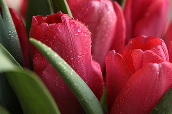 Flowers, Tulips, Drops, Plant, Macro, Buds HD wallpaper
