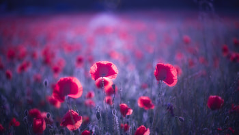 Poppy flowers resolution, Vibrant floral display, Stunning petals, Nature's wonder HD wallpaper