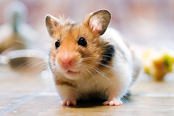 Cute hamster, , Visual aesthetics, Personalize your screen HD wallpaper