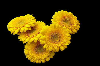 gerbera, flower, yellow, black background HD wallpaper