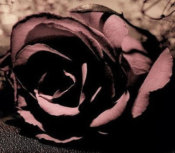 Roses are not always red, delecate, buds, soft, beautiful, nice, tender, rose, pretty, petals, blossoms, bud, nature, flowers, blooms, lovely HD wallpaper