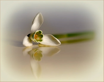 Flower Reflection for nine55rose, art , still life, white, reflection, flower, glass table, beautiful HD wallpaper