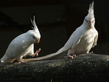 Animals, Parrots, Couple, Pair HD wallpaper