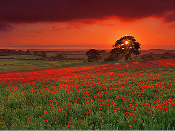 Red flower field, field, flower, red, sky, sunset, tree HD wallpaper