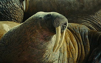 Animals, Muzzle, Fangs, Folds, Pleating, Body, Tusks, Walrus HD wallpaper