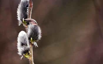 Macro, Branch, Stem, Stalk, Pussy Willow, Verba HD wallpaper