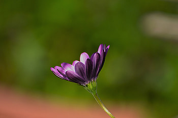 Purple flower, close up, blur, bloom HD wallpaper